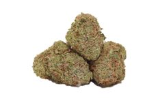 Wifi OG (AAAA-)