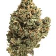 GG5
