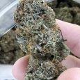 lindsay OG